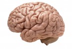 Autism - Analiza unui creier crescut in eprubeta