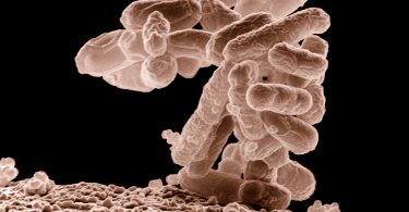 Super-bacterie imuna la antibiotice
